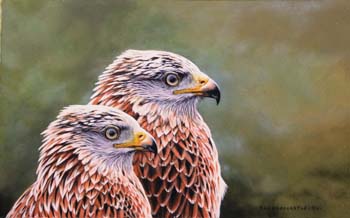 Red Kites